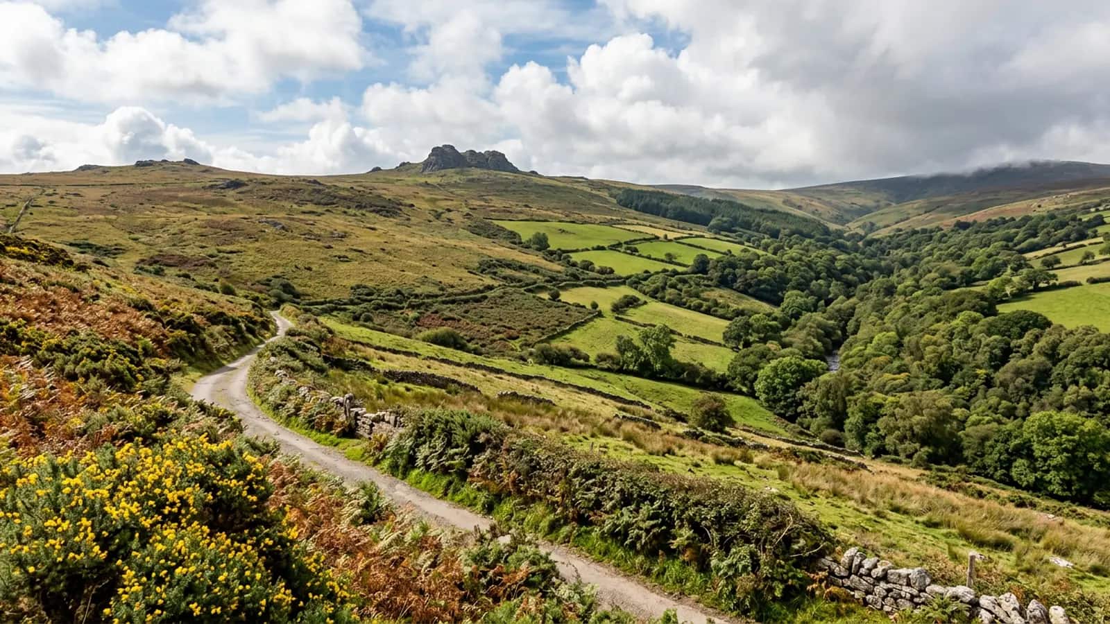 The edge of Dartmoor with a tor on the skyline, bracken and rough grass slopes coming down to small hedged fields and a lane, with gorse thick along the bank in the foreground